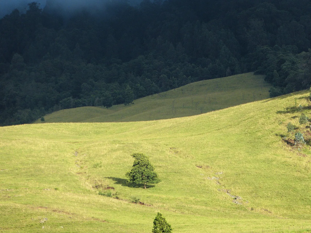 Green pastureland in Kula, Upcountry Maui.