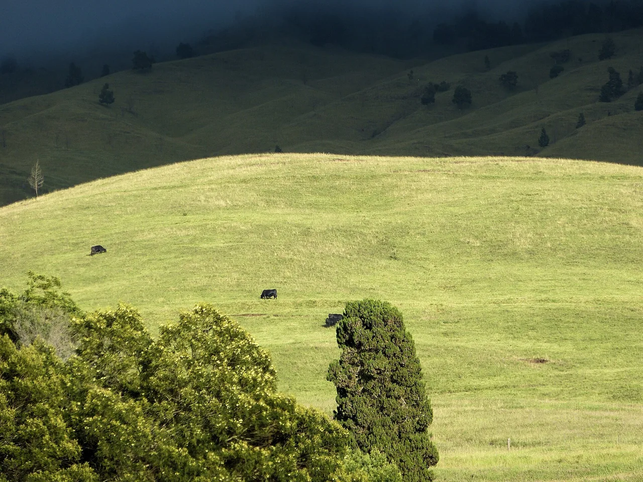 Green pastureland in Kula, Upcountry Maui.